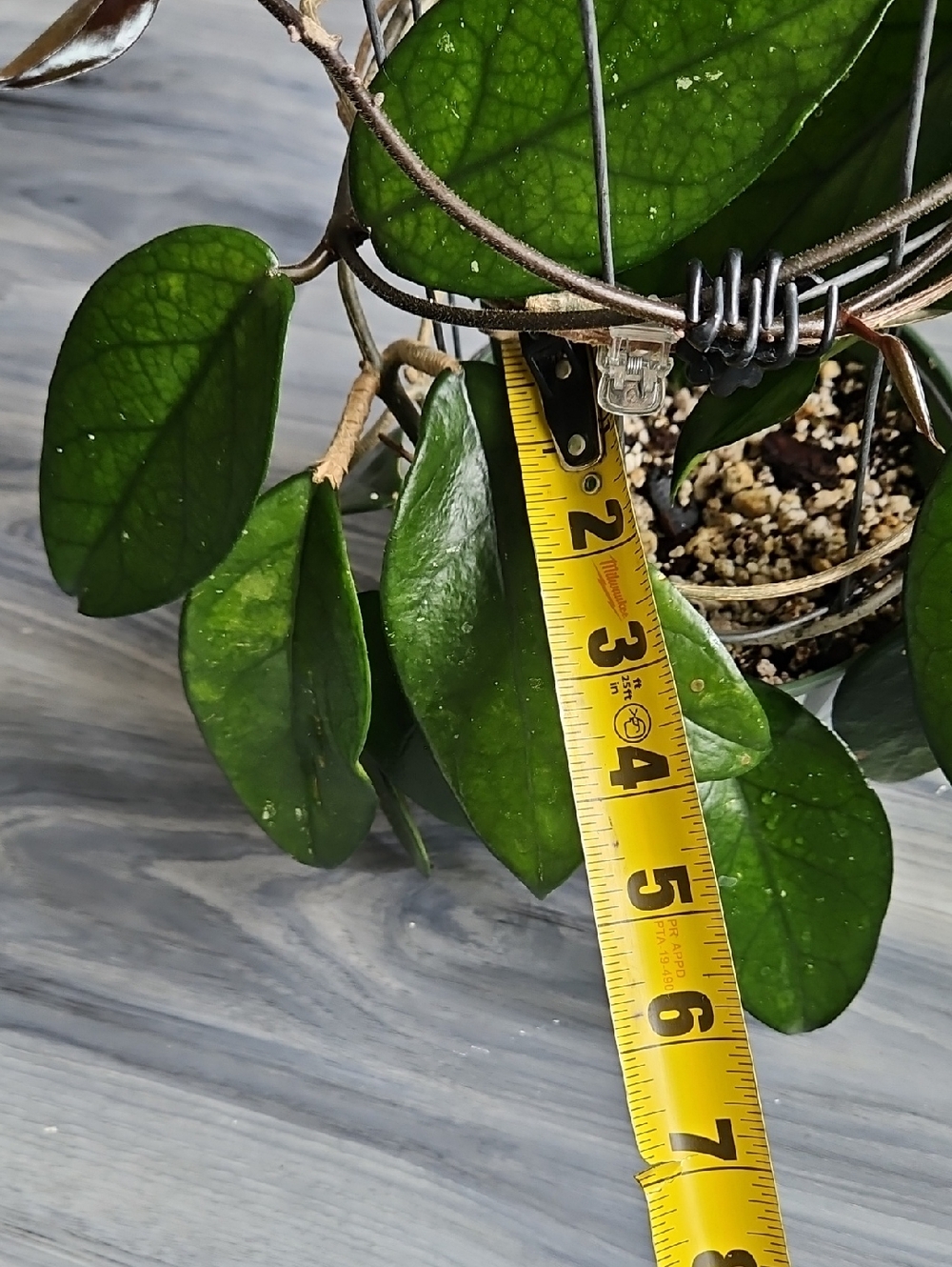 Trailing Hoya DASYANTHA Plant with Shiny Veiny Leaves, In 6in Pot Healthy Plant - Picture 5 of 7